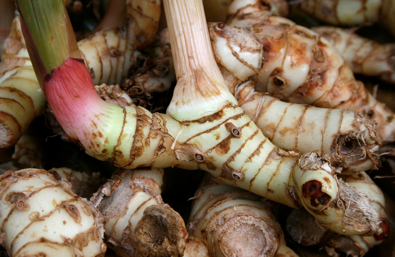 Healing Potential of Atractylodes lancea Rhizome