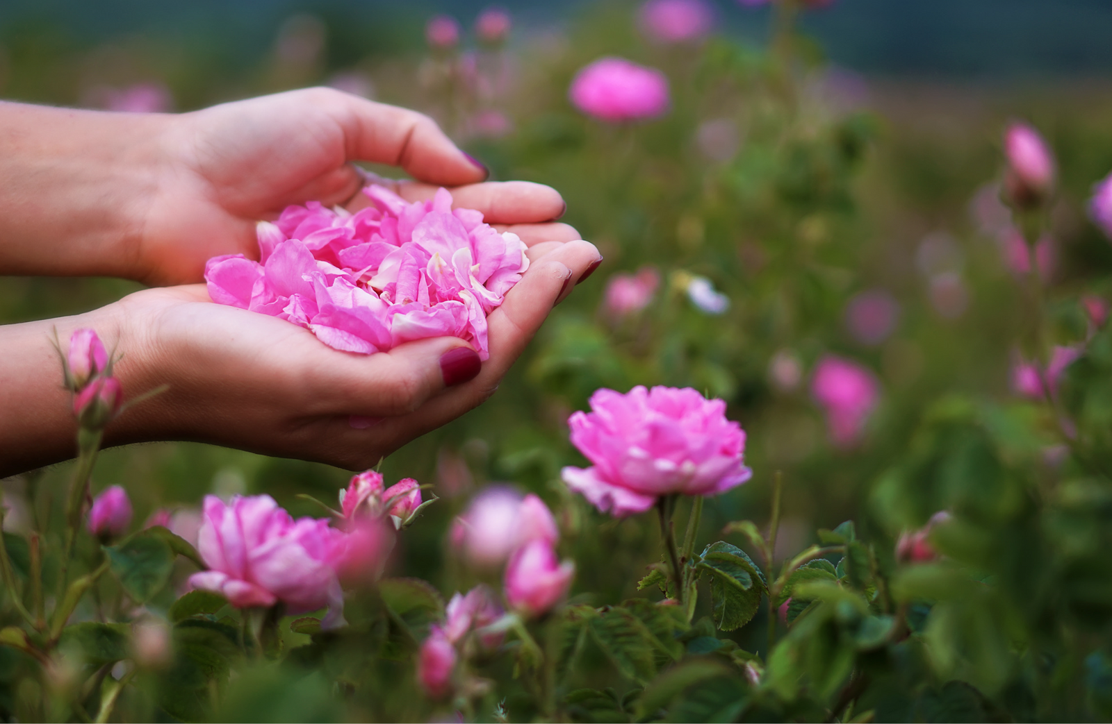 Bulgarian Rose Oil & Rose Water - Foundational Healing Support