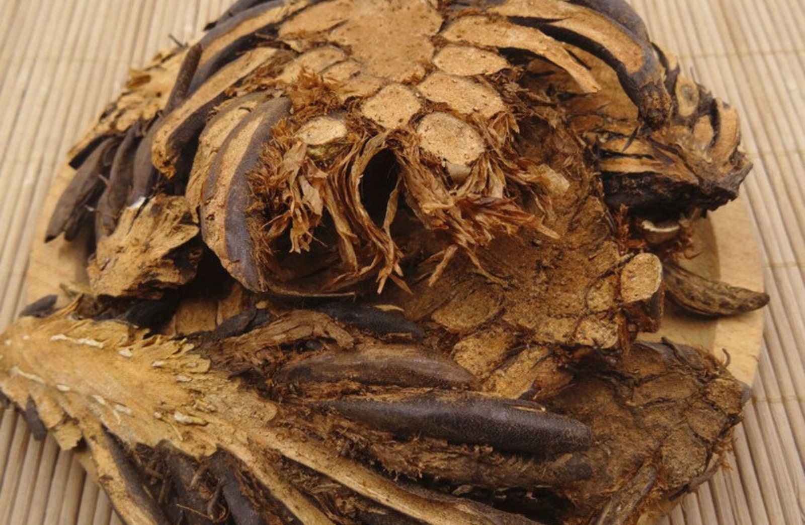 Healing Potential of Dryopteris crassirhizoma rhizome
