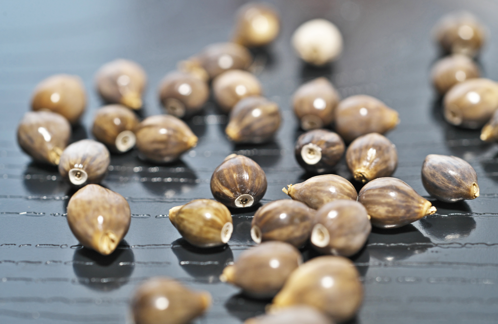 Healing Potential of Coix lacryma-jobi Seed