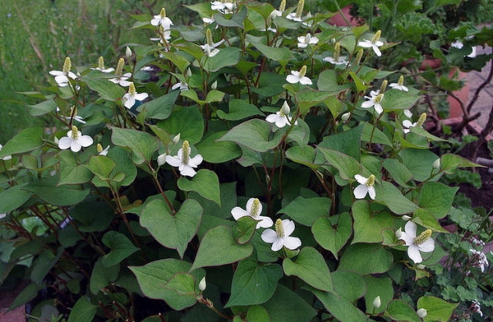 Healing Potential of Houttuynia cordata