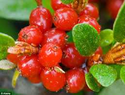 Organic Tibetan Goji Berries - Nutrient-Packed Superfood Rich in Antioxidants & Vitamins