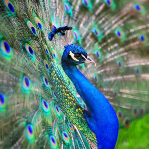 Loto Azul Pavo Real Apoyo Inmunológico Tibetano - Defensa Natural Contra el Cáncer y las Infecciones