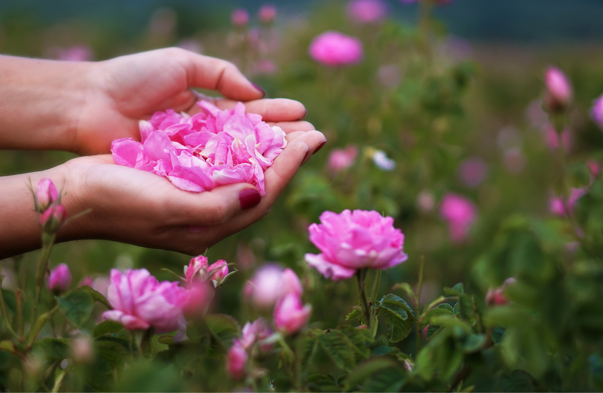 Bulgarian Rose Oil & Rose Water - Foundational Healing Support