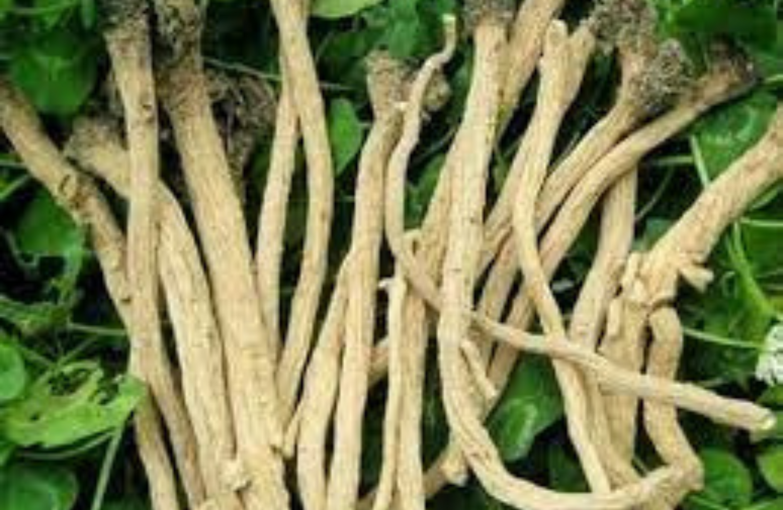Healing Potential of Isatis indigotica root - Jampha